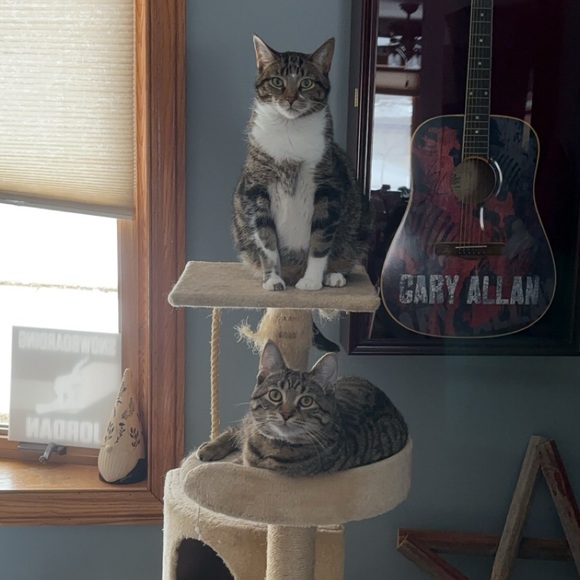 Pet Friendly and Smoke Free Home😻 - Picture 1 of 5